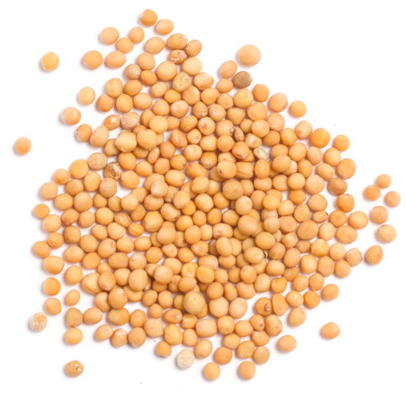 Hořčičné semínko