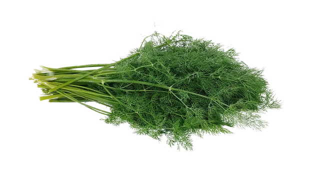 Kopr