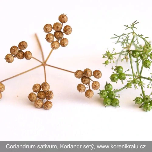 Koriandr mletý